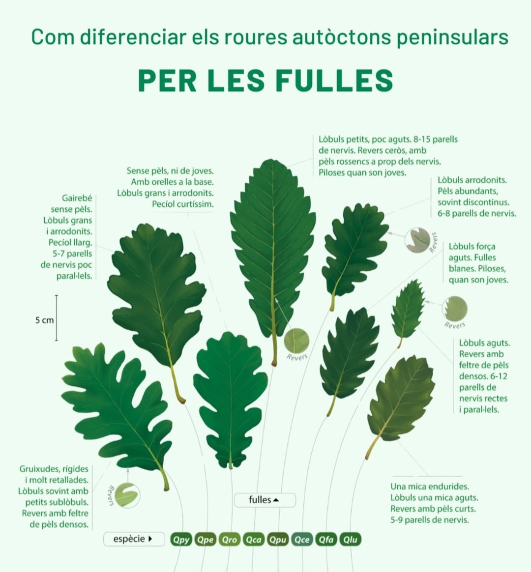 Infografia CREAF (I)