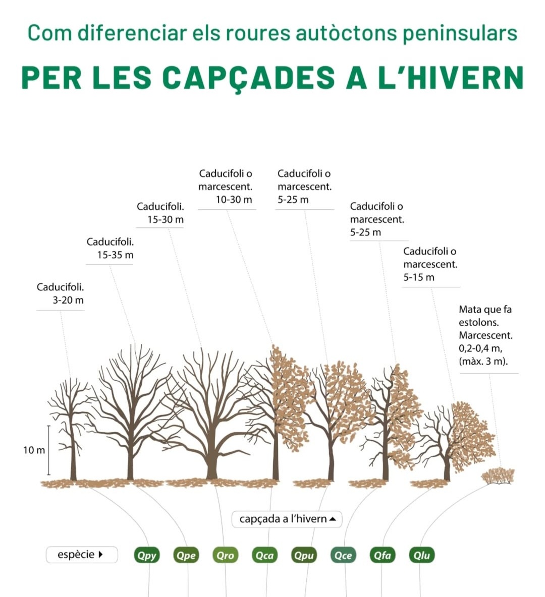 Infografia CREAF (III)