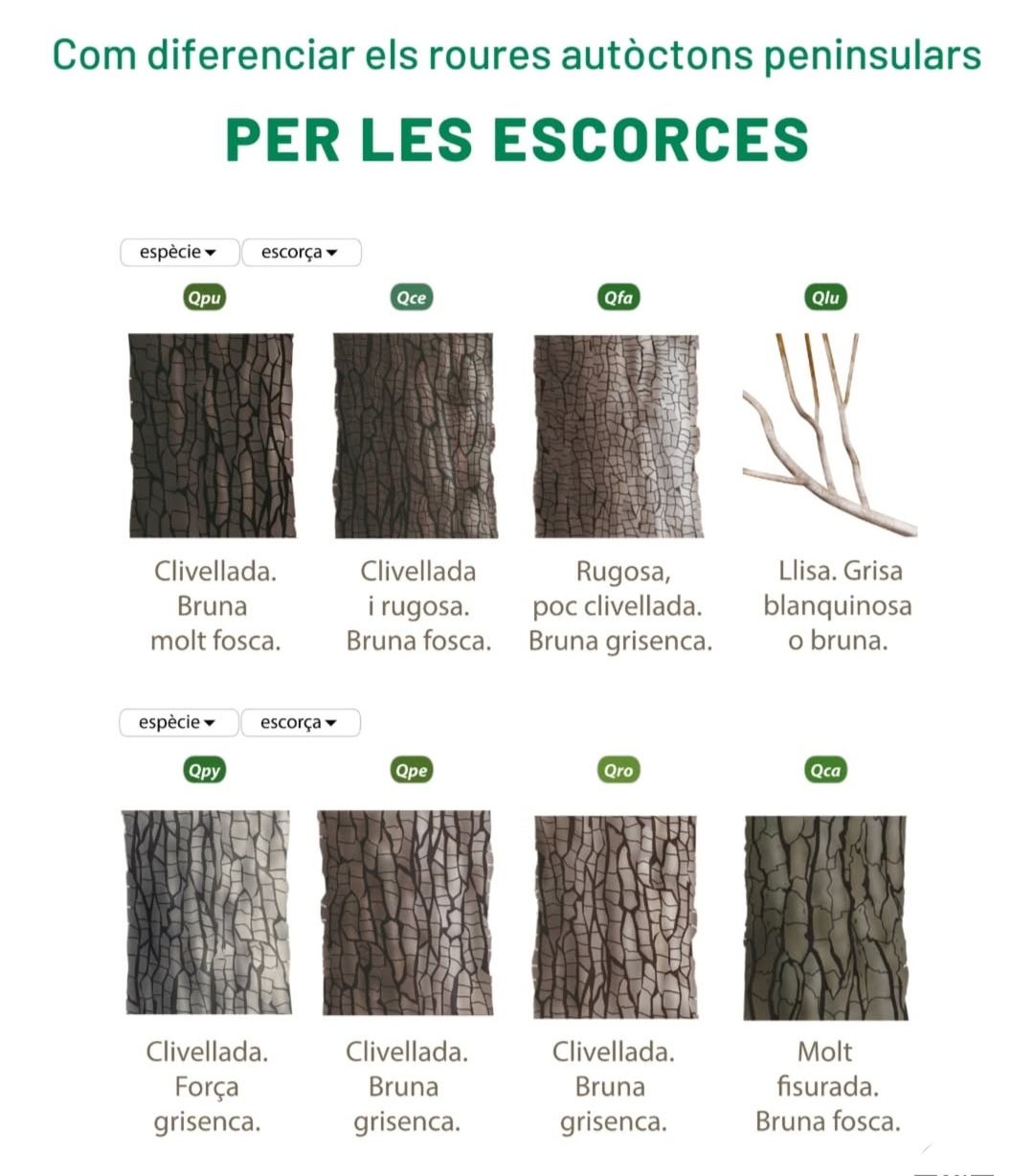 Infografia CREAF (IV)