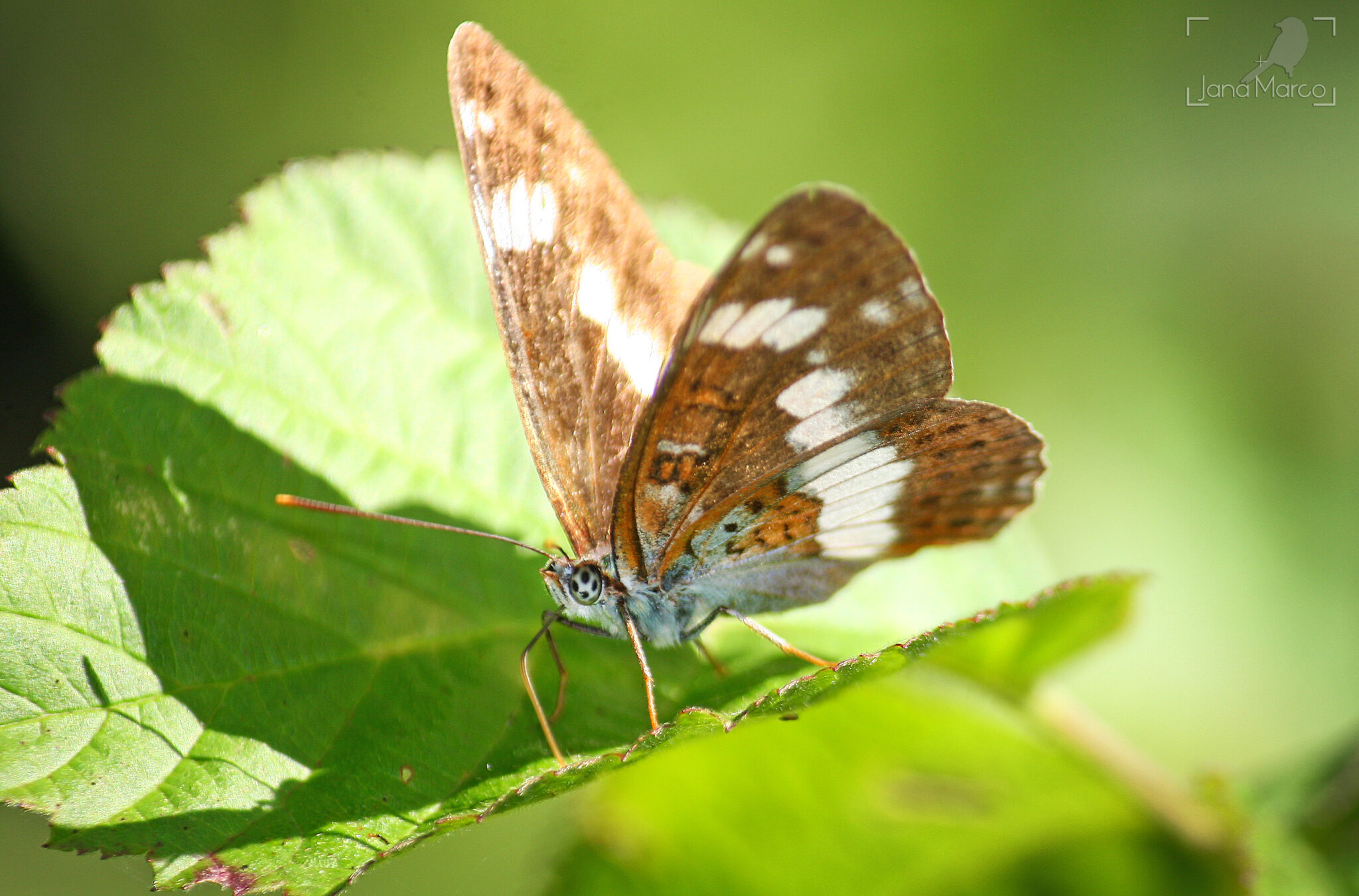Limenitis camilla_JMT