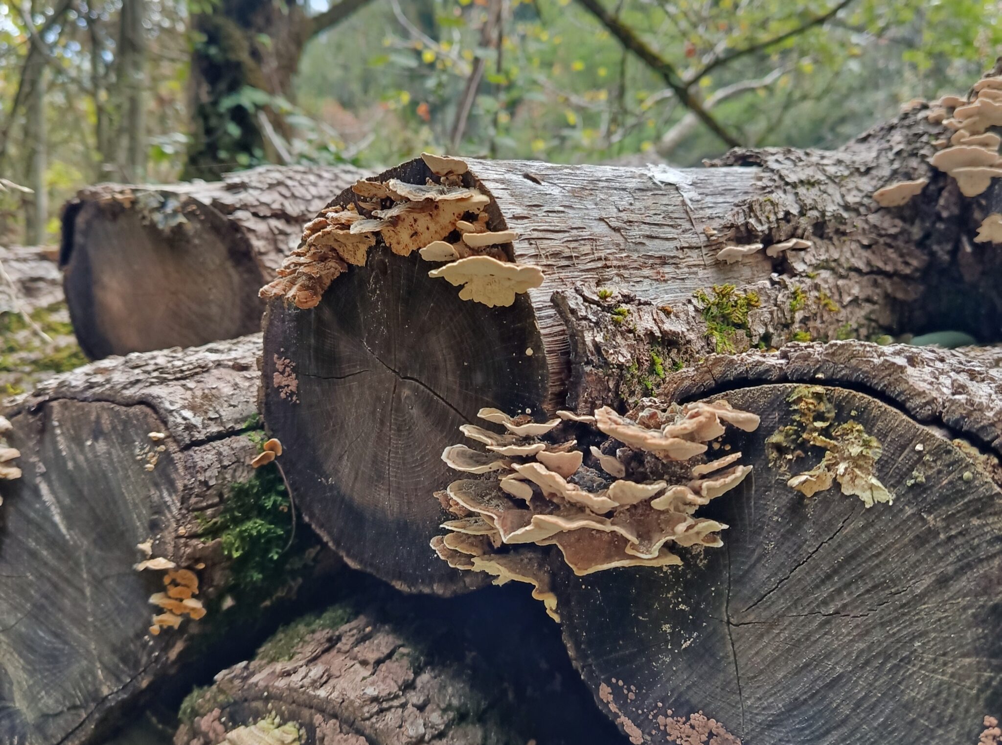 PASSAT SERRADORA_ABANS PONT_Trametes versicolor