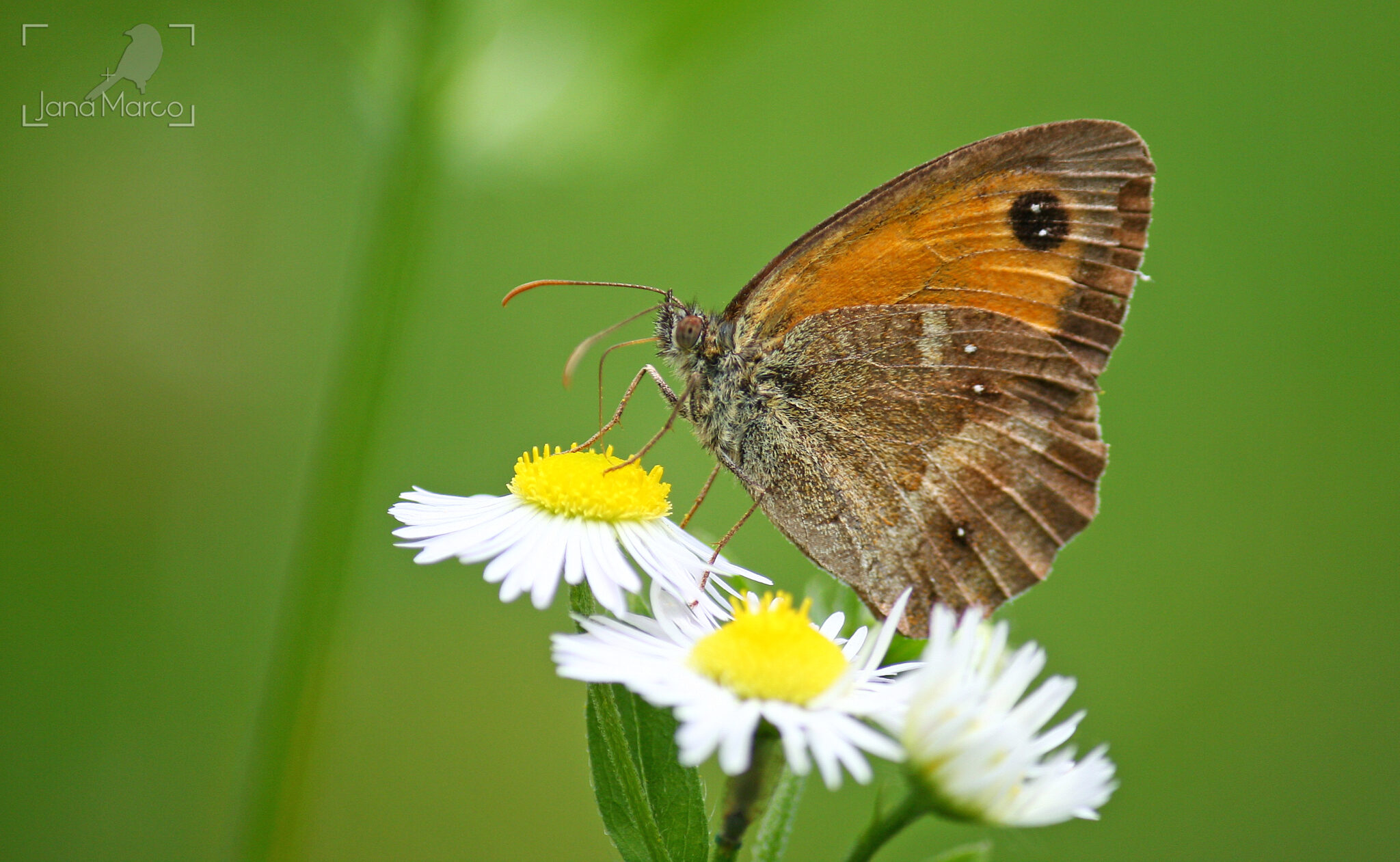 Pyronia tithonus_JMT