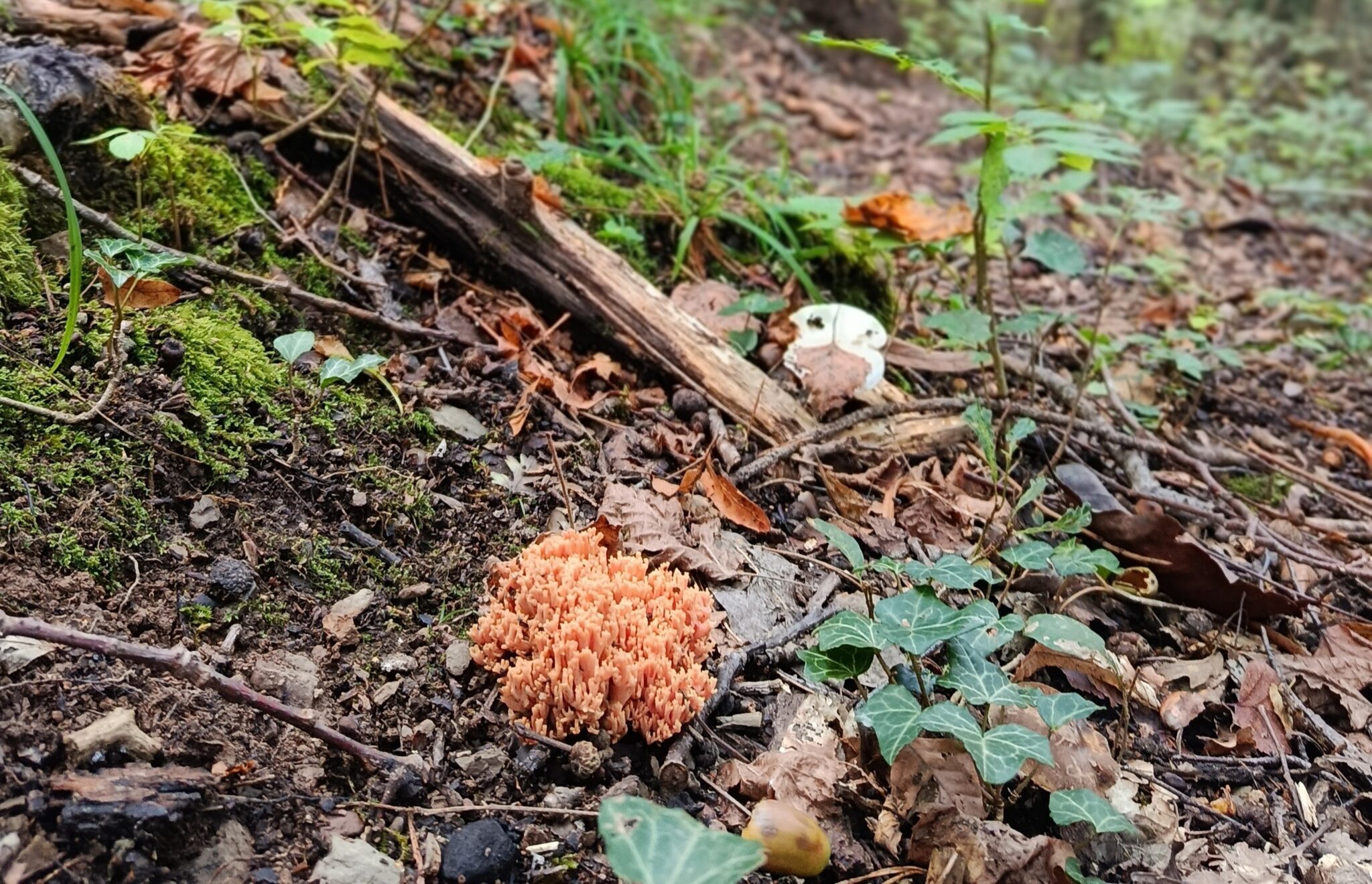 ROURE_IMG_20250926_120728Ramaria sp