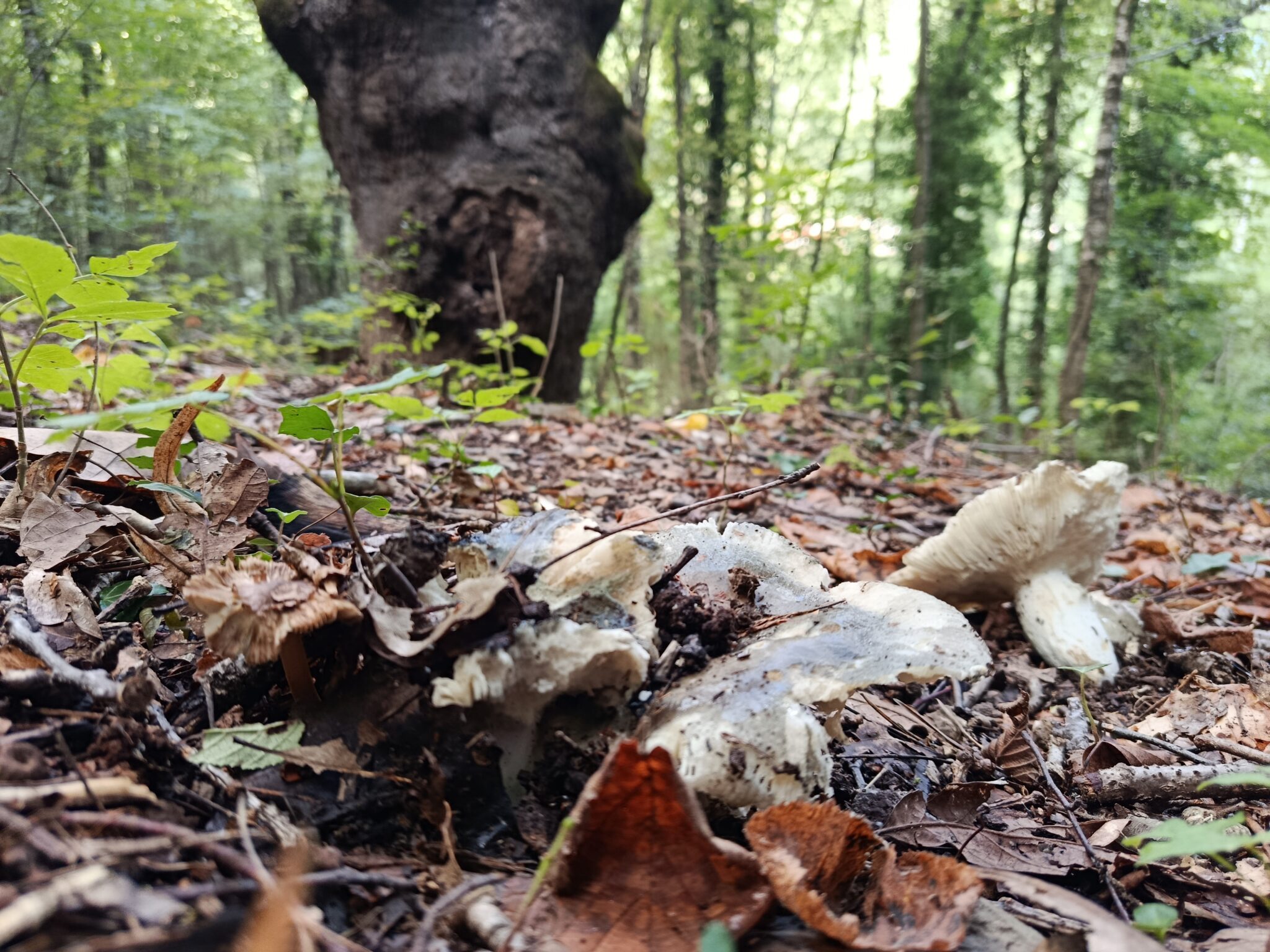 ROURE_IMG_20250926_120845 Russula cyanoxantha