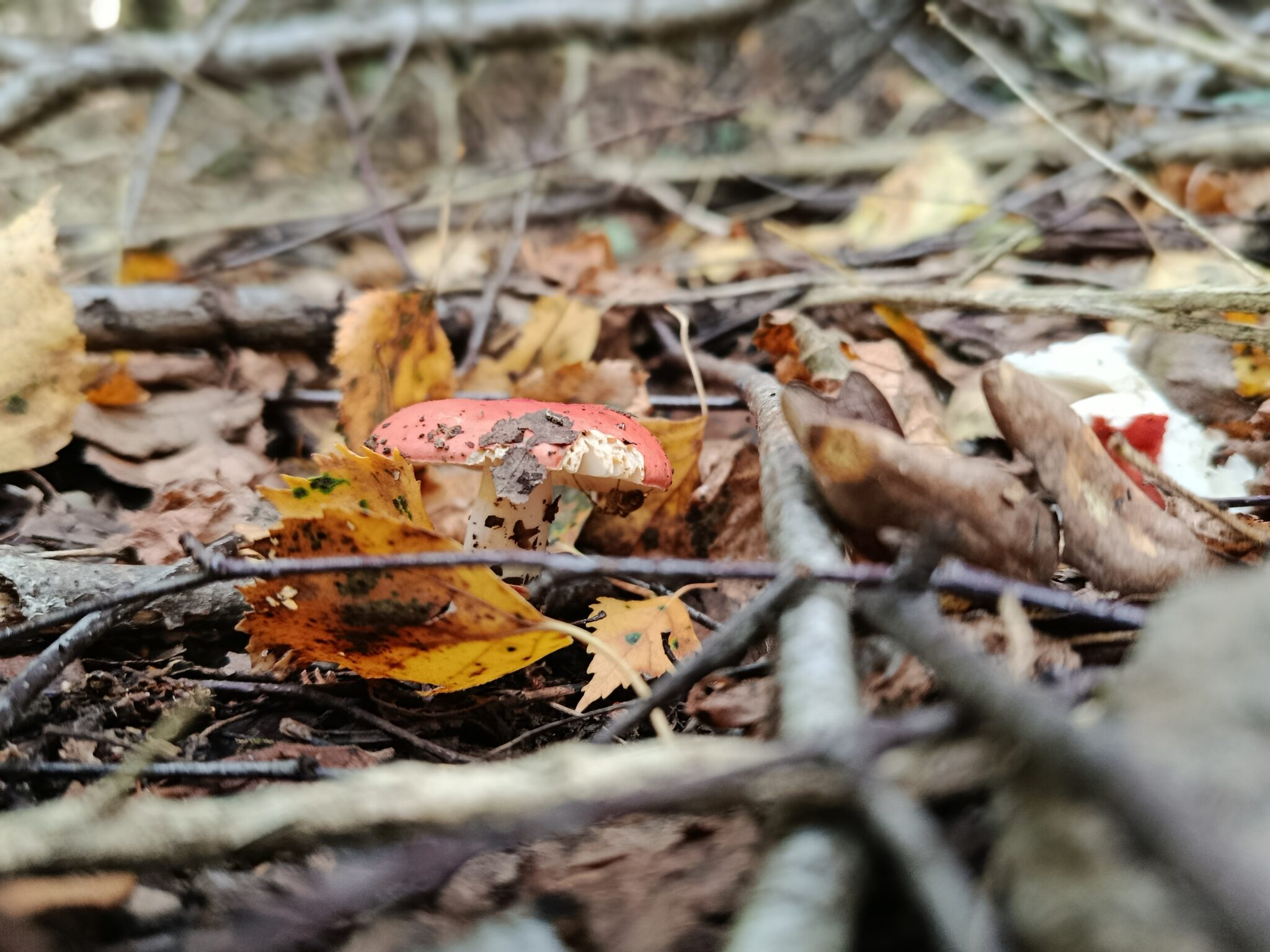 ROURE_IMG_20250926_121658 Russula rosea